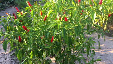 Chiles-Rojos-Picantes.-La-Comida-Picante.-Ingredientes-Organicos