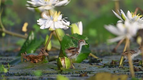 chicks of pheasant tailed jacana feeding on floating leaf of water lily