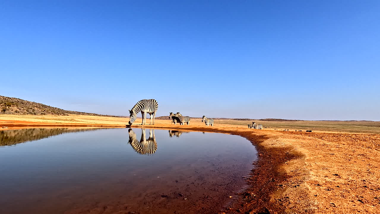 Burchell's zebra approach waterhole in dry landscape cautiously, low angle