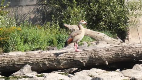 egyptian goose standing on a drift wood tree trunk surrounded by rocks in the middle of a river