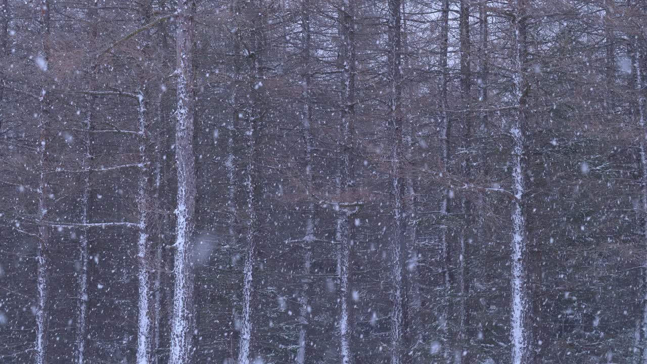 Scenic heavy winter snowfall on tall dense pine forest leafless trees