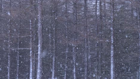 Escénicas-Fuertes-Nevadas-Invernales-En-árboles-Sin-Hojas-De-Un-Bosque-De-Pinos-Alto-Y-Denso