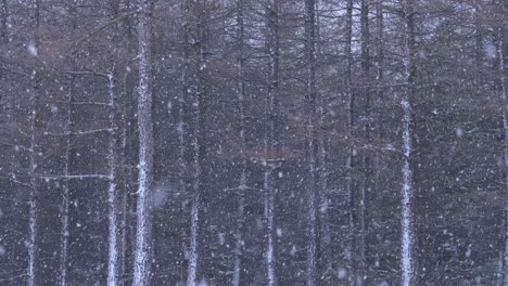 scenic heavy winter snowfall on tall dense pine forest leafless trees