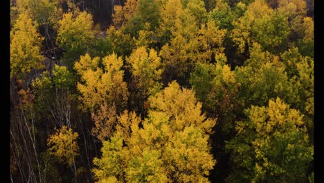 aerial shot of yellow and red forest along a misty river