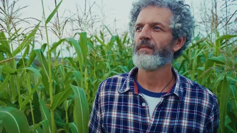 man in a cornfield