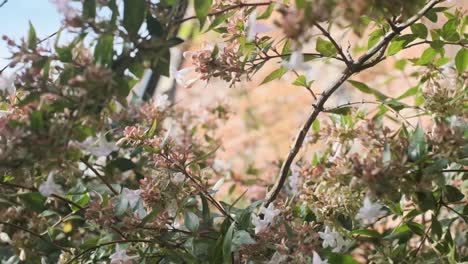 Beautiful-white-pink-flower-bush-blowing-in-the-breeze-slow-motion