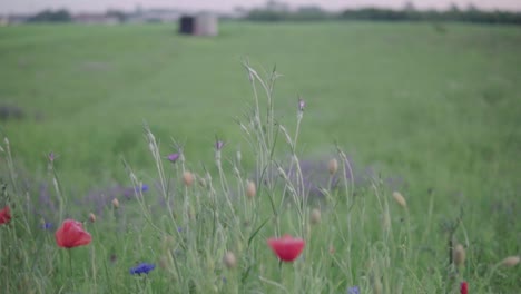 Red-poppy-on-green-field-with-blurred-background