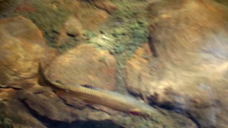 fish swimming close in lake in colorado