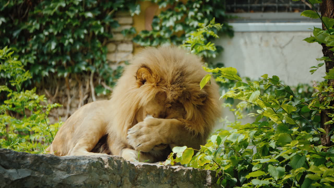 крупный самец льва тщательно моет лапу, облизывая ее языком удивительная дикая природа