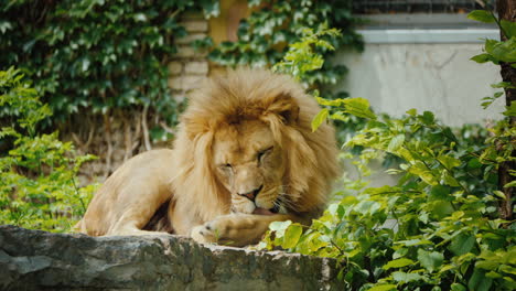 un gran león macho está lavando a fondo su pata lamiendo su lengua increíble vida salvaje