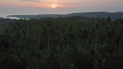 Luftaufnahme-Von-Palmen,-Drohne,-Die-Bei-Sonnenaufgang-über-Dem-Tropischen-Wald-über-Dem-Blätterdach-Fliegt.-Wunderschöne-Grüne-Landschaft-Indonesiens