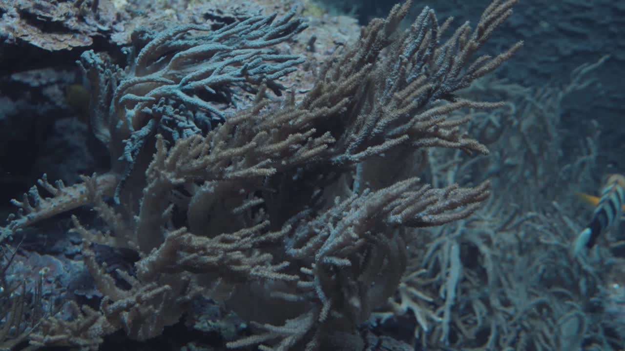 Handheld shot, of a coral, floating peacefully in the water, in slow motion, in the background, a surgeonfish, Paracanthurus hepatus  swims, behind the coral, in the Wilhelma, in Stuttgart