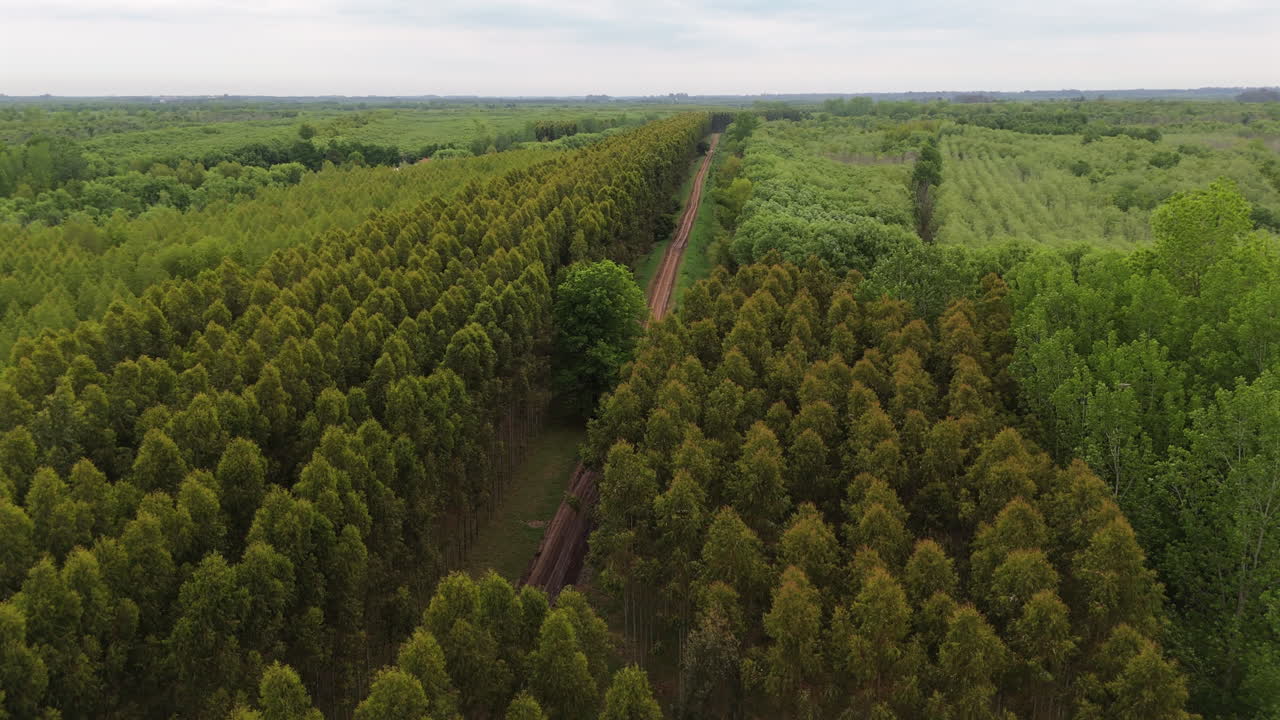Commercial eucalyptus tree plantation sustainable timber production, panning aerial