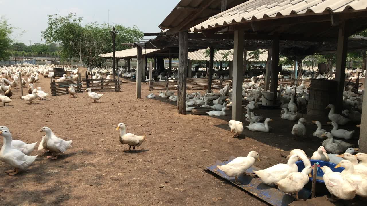 patos de cría, patos de carne comerciales criados en sistemas al aire libre.
