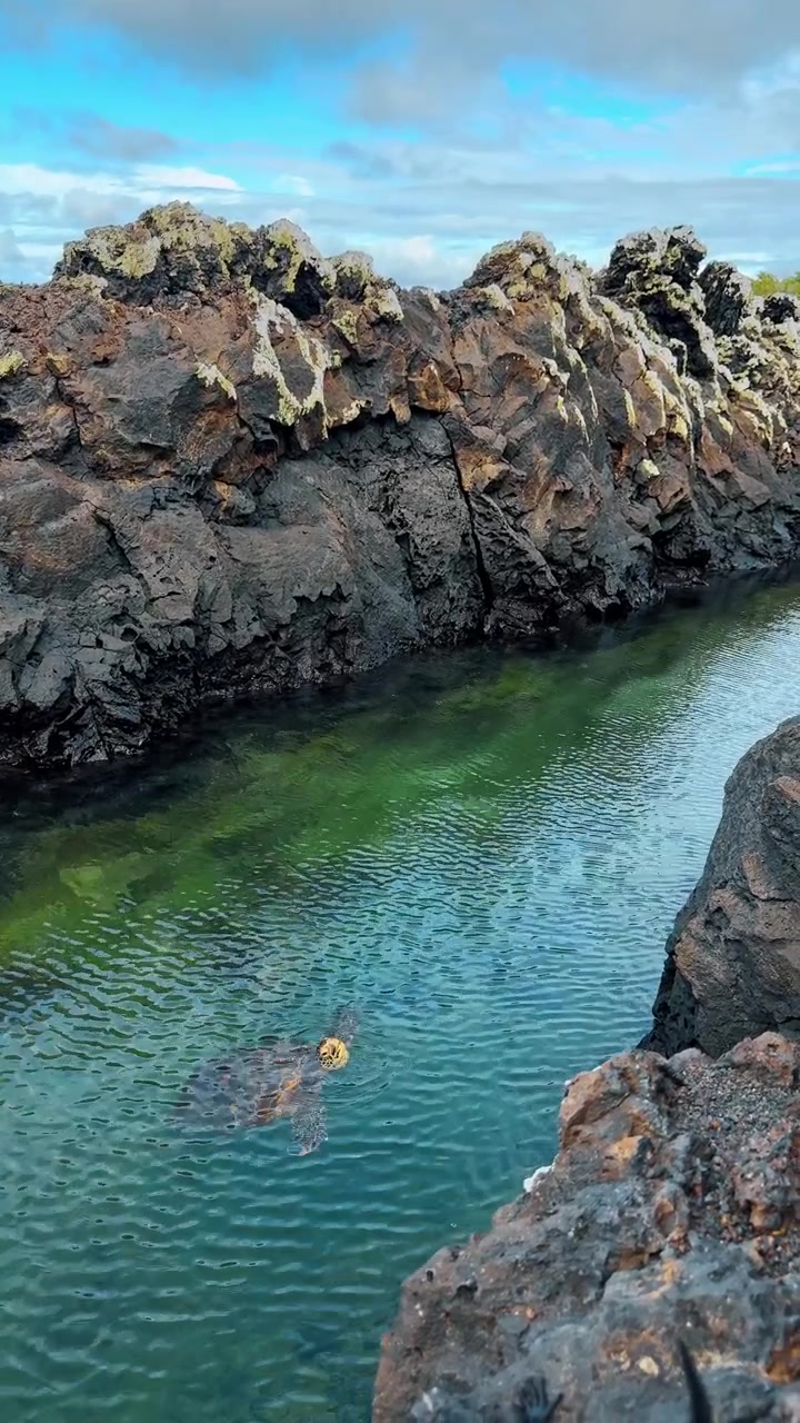 Tartaruga marina verde che emerge in un canale di lava, Las Tintoreras, Galapagos. Testa di rettile visibile sopra l'acqua color smeraldo vicino a scure pareti di roccia vulcanica.