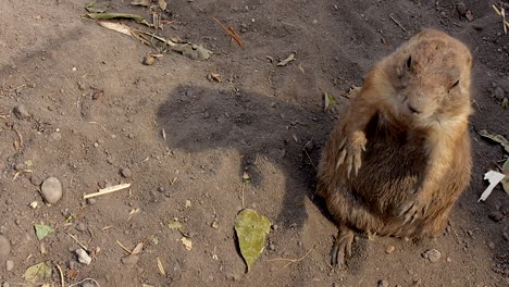 Gopher-cute-and-keeping-watch-in-dry-home