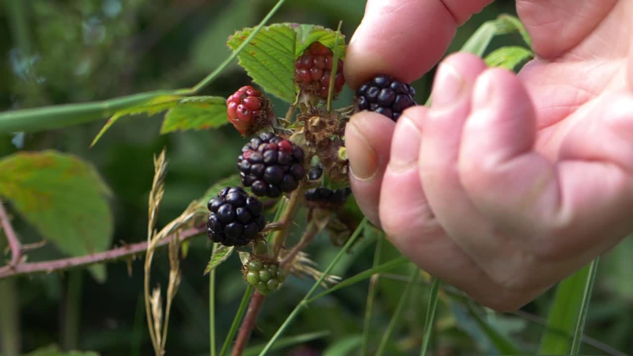 Primo piano di una mano che raccoglie more da un cespuglio