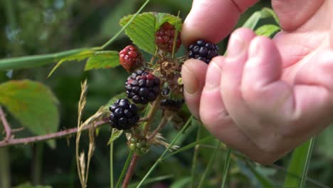 Hand-picking-blackberries-from-bush-close-up-shot