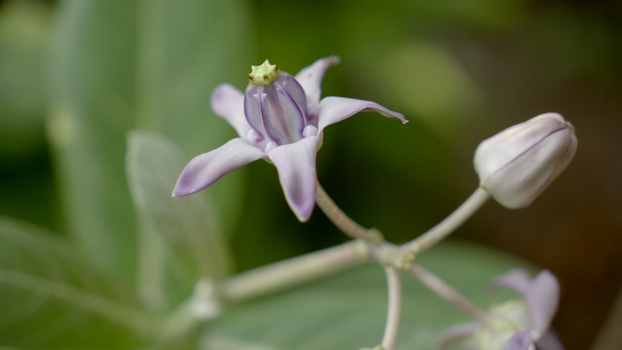 close up de una planta de flores de corona púrpura
