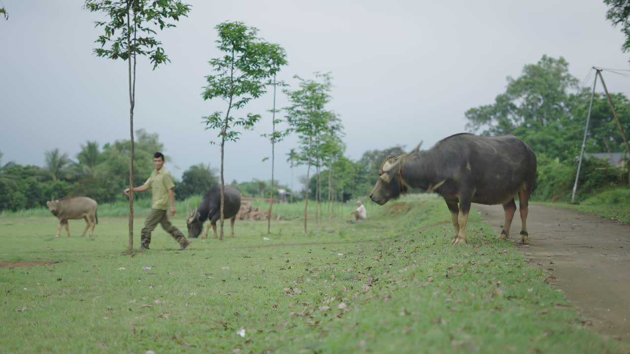 Water Buffaloes in a Rural Field