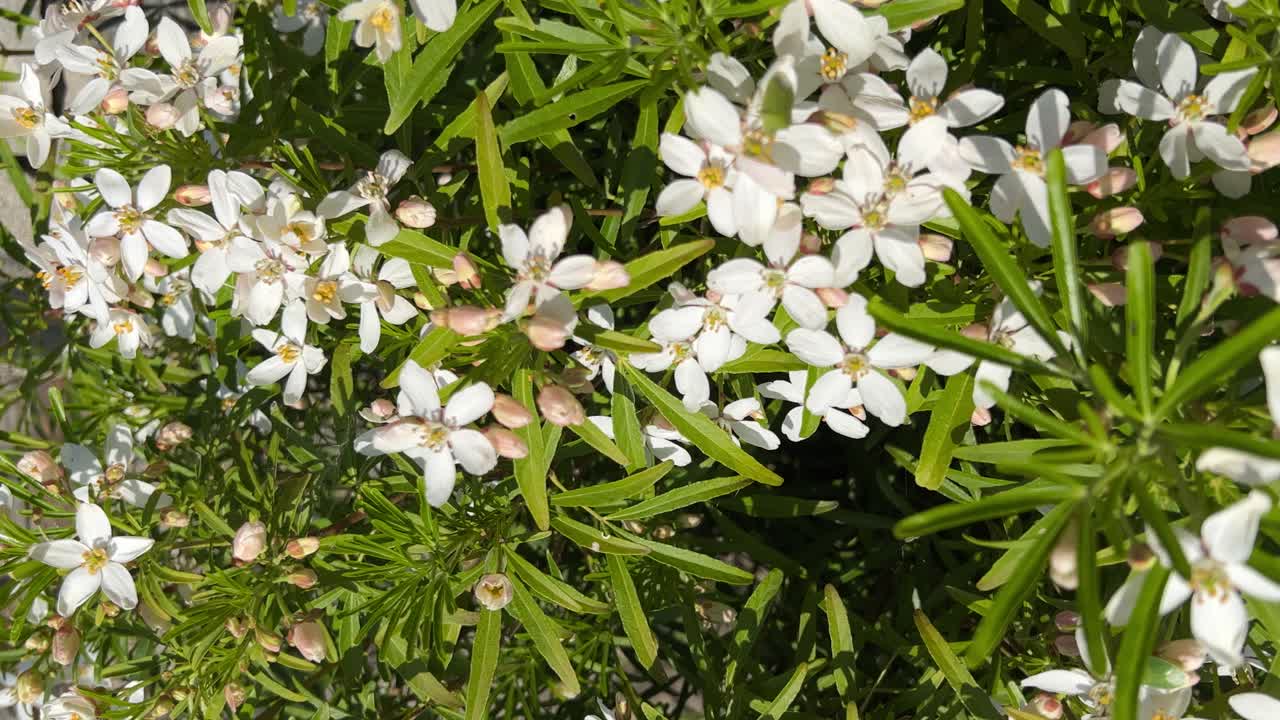 Closeup of blooming and sunlit Mexican orange blossom. Crane shot around the flowering shrub. Flowering plant in spring. Vertical shot
