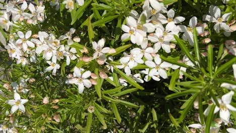 closeup of blooming and sunlit mexican orange blossom. crane shot around the flowering shrub. flowering plant in spring. vertical shot