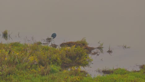 little blue heron - fishing