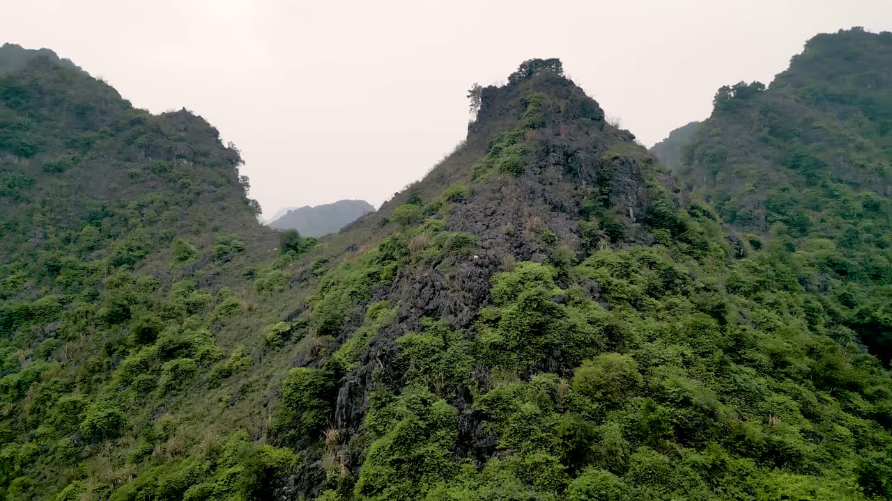 Pemandangan Udara Kambing di Gunung yang Subur