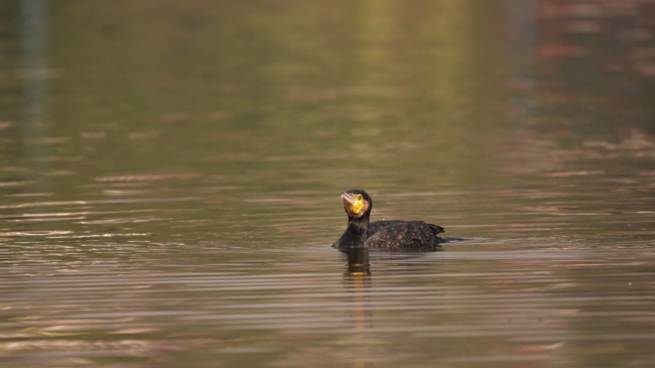 un gran cormorán nadando en un lago antes de sumergirse en el agua