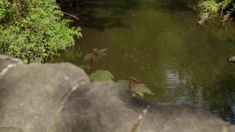 Calm-Muddy-River-on-Sunny-Day-Smooth-Moving-Shot