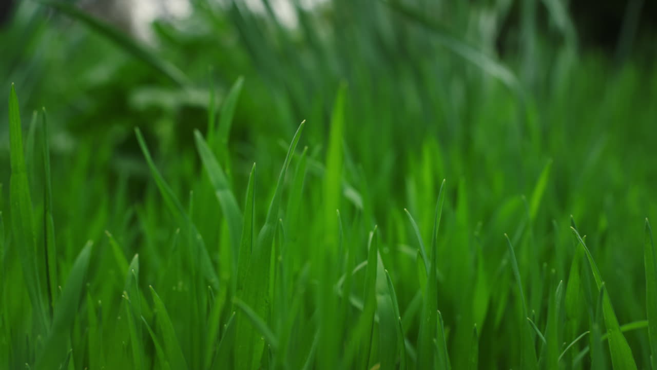 푸른 풀이 흔들리는 바람, 조용한 초원, 자연 배경, 환경 개념.