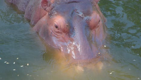 hippopotamus in water