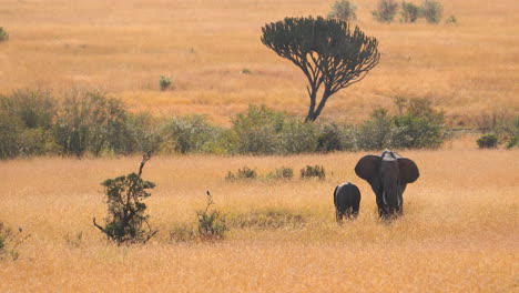 madre y cría de elefante africano en la sabana, masai mara, kenya - toma amplia