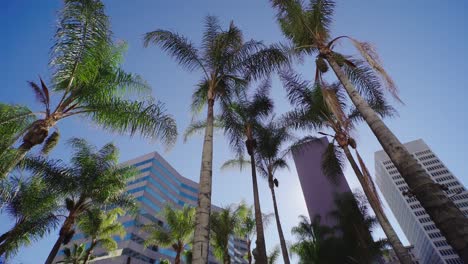 under palm trees in downtown los angeles. american business city, modern urban tourism destination in usa