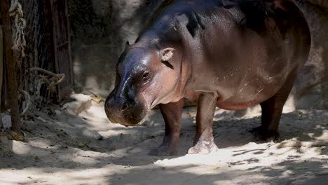 hippo walking in a sandy enclosure