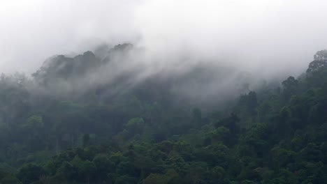 morning mist at tropical rainforest.