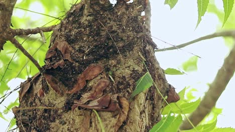 busy colony of weaver ants or oecophylla in a nest among the lush swaying leaves of a neem tree