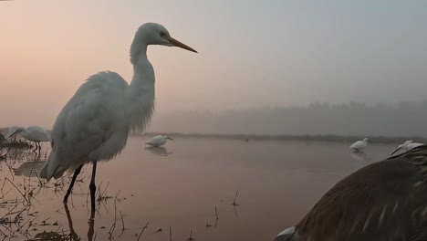 garceta grande en el lado del lago al amanecer con go pro