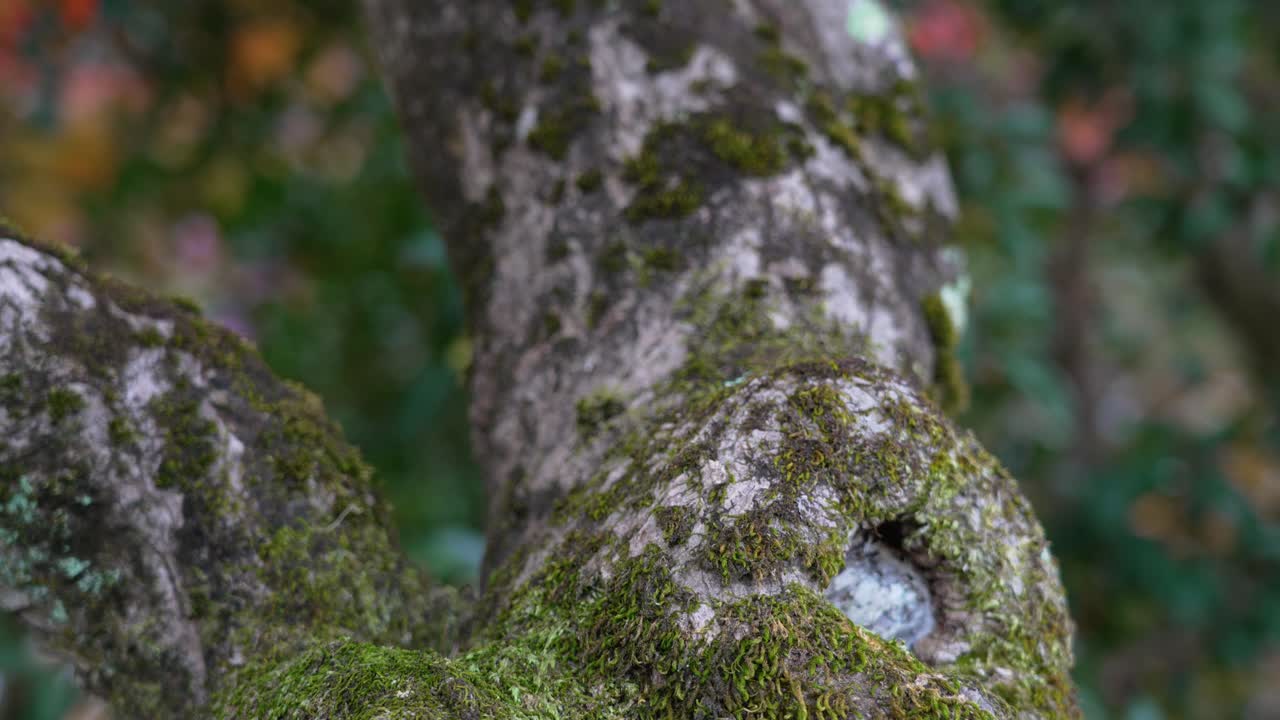 Cinematic macro focus shift from moss to tree bark, emphasizing natural textures