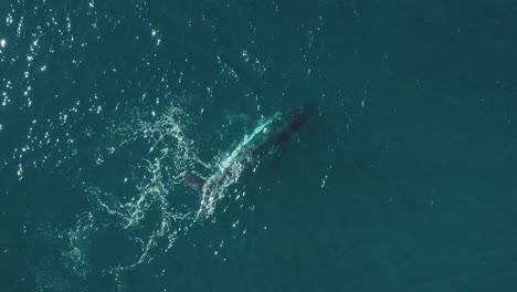 Cinematic-Aerial-vertical-footage-of-a-humpback-whale-swimming-in-calm-blue-ocean-water,-playing-splashing-around-and-spouting-before-dive-off-Sydney-Northern-Beaches-Coastline-during-migration