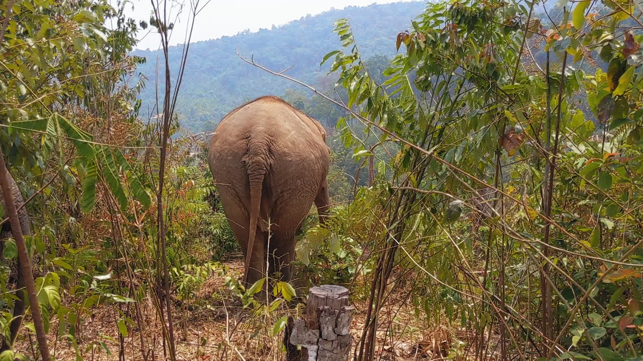 elefantes asiáticos en un santuario de elefantes en chiang mai, tailandia