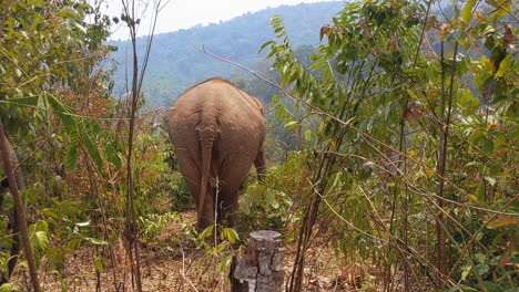 asian elephants in an elephant sanctuary in chiang mai, thailand