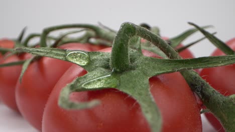 glistening dew on fresh tomato vine