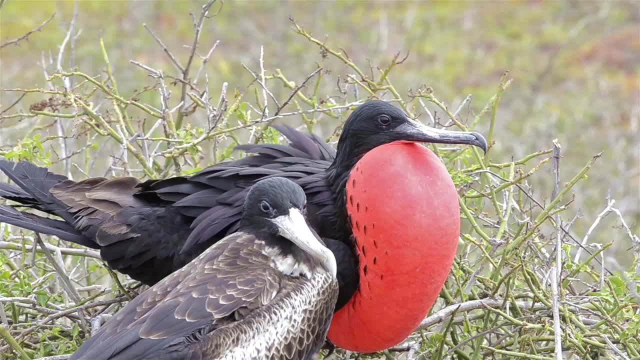 una magnífica fragata fregata magnificens mostrando su bolsa gular en la isla seymour norte en el parque nacional de las islas galápagos y reserva marina ecuador