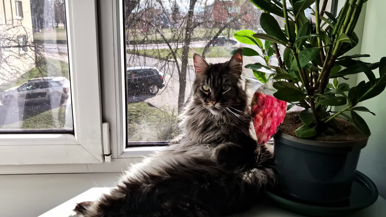 A Cat Relaxing Beside a Blooming Rhododendron on a Windowsill, Overlooking a Street in Jelgava, Latvia - Zoom In Shot