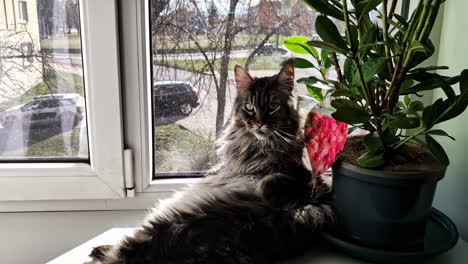 a cat relaxing beside a blooming rhododendron on a windowsill, overlooking a street in jelgava, latvia - zoom in shot