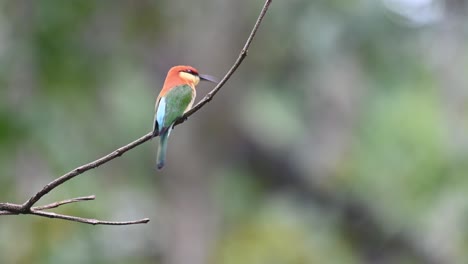 Abejaruco-De-Cabeza-Castaña,-Merops-Leschenaulti,-Metraje-4k,-Parque-Nacional-Kaeng-Krachan,-Tailandia