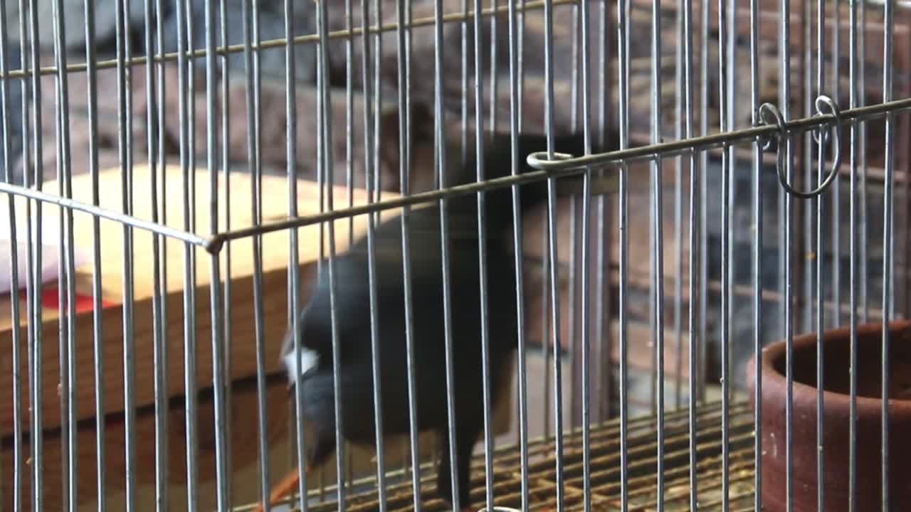 un pájaro martinez muy inquieto y alerta sigue moviéndose de izquierda a derecha dentro de la jaula de pájaros