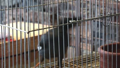 a very restless and alert martinez bird keeps moving left to right inside bird cage