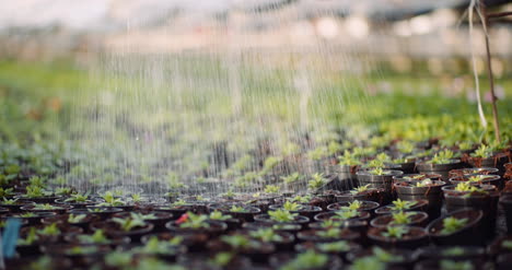 female gardener watering flowers seedlings 10